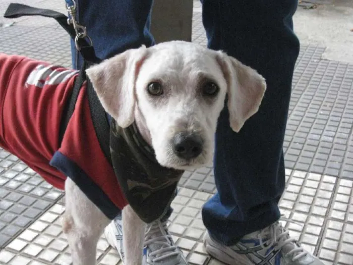 Cachorro ra a Poodle idade 2 anos nome Fred