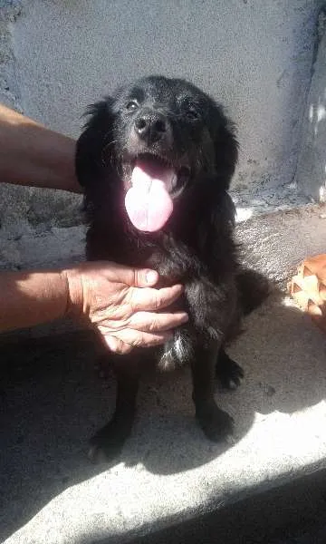 Cachorro ra a SRD idade  nome Binho