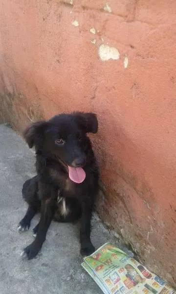 Cachorro ra a SRD idade  nome Binho