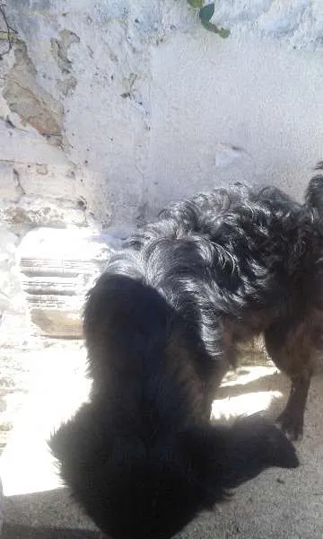 Cachorro ra a SRD idade  nome Binho