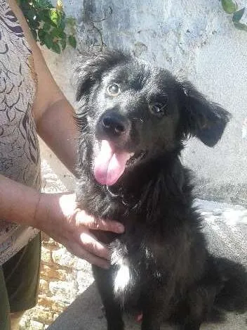 Cachorro ra a SRD idade  nome Binho