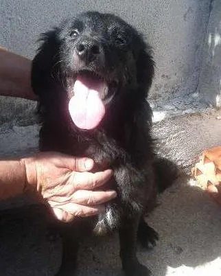 Cachorro ra a SRD idade  nome Binho
