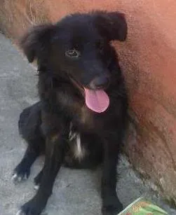 Cachorro ra a SRD idade  nome Binho