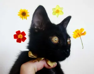 Gato raça  idade 2 a 6 meses nome RUBY