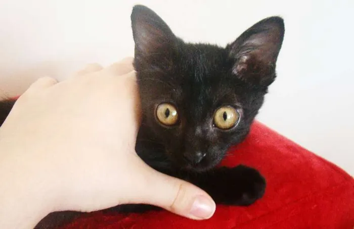Gato ra a  idade 2 a 6 meses nome RUBY