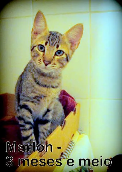 Gato ra a SRD idade Abaixo de 2 meses nome Marlon