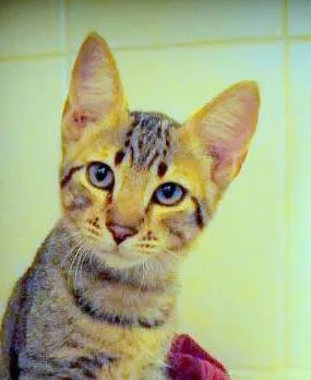 Gato ra a SRD idade Abaixo de 2 meses nome Marlon