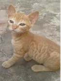 Gato ra a SRD idade 2 a 6 meses nome Tigor, garfield, Mi