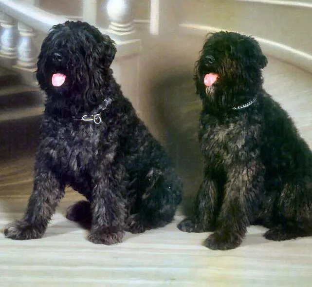 Cachorro ra a Boiadeiro de Flandres idade 2 anos nome Billy