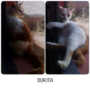 Gato raça srd idade 1 ano nome Sukita