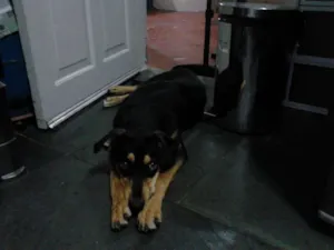 Cachorro raça ND idade 1 ano nome Rex