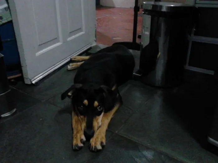 Cachorro ra a ND idade 1 ano nome Rex