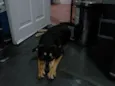 Rex