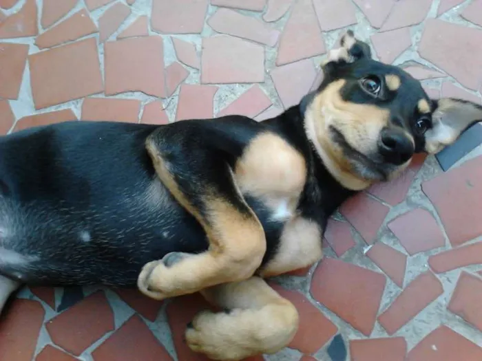 Cachorro ra a ND idade 1 ano nome Rex