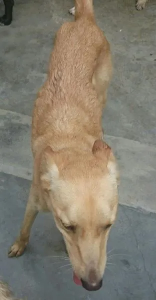 Cachorro ra a srd idade 1 ano nome Cindy