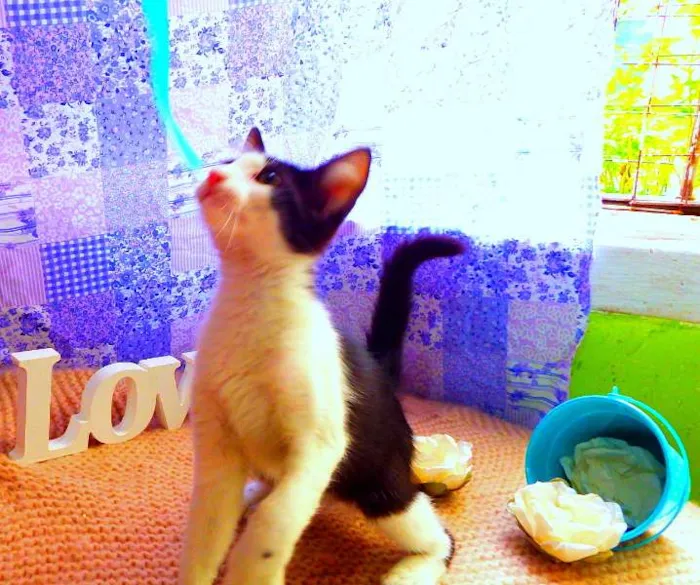 Gato ra a Felino idade 2 a 6 meses nome Frodo