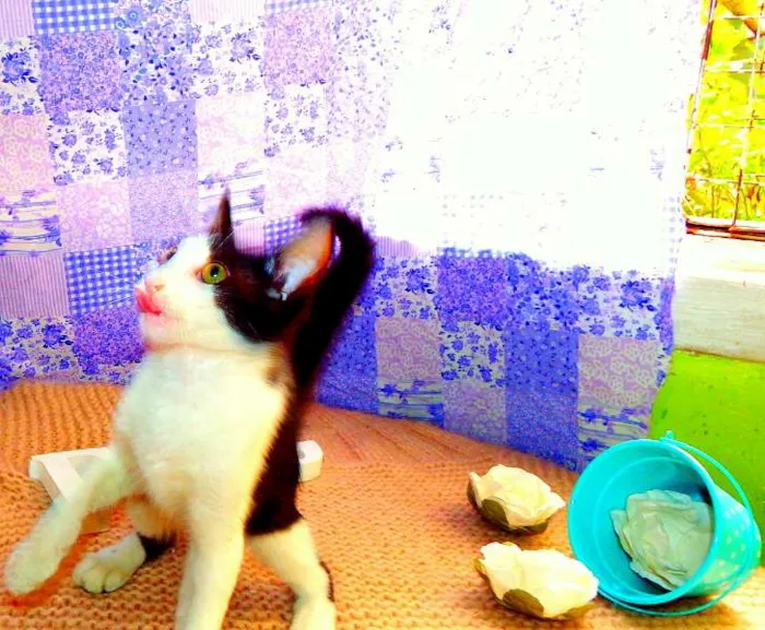 Gato ra a Felino idade 2 a 6 meses nome Frodo