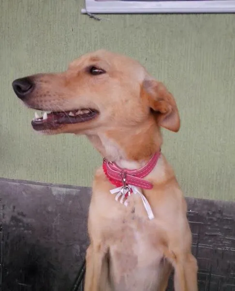 Cachorro ra a srd idade 1 ano nome Cindy