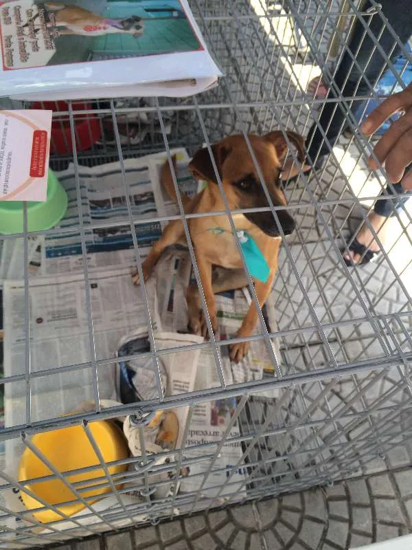 Cachorro ra a SRD idade 1 ano nome MELKinho, 1 ano, do