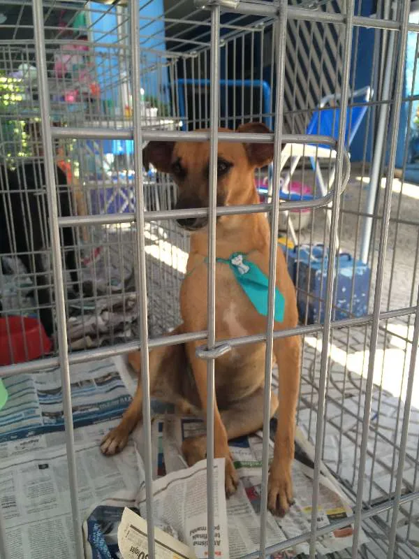 Cachorro ra a SRD idade 1 ano nome MELKinho, 1 ano, do