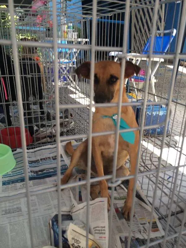 Cachorro ra a SRD idade 1 ano nome MELKinho, 1 ano, do