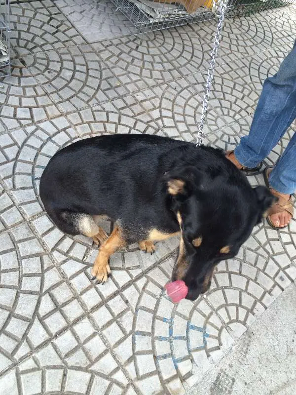 Cachorro ra a SRD idade 2 anos nome JUANITA, Princesa r