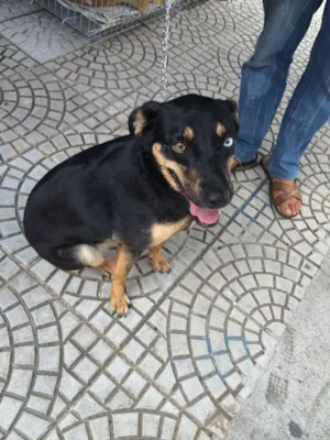 Cachorro raça SRD idade 2 anos nome JUANITA, Princesa r
