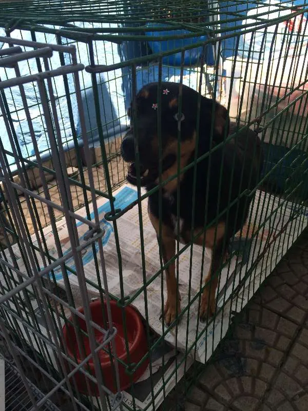 Cachorro ra a SRD idade 2 anos nome JUANITA, Princesa r