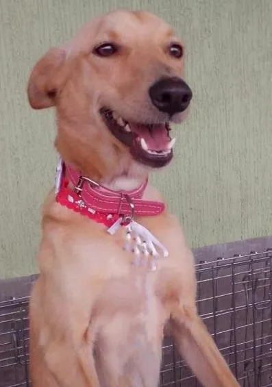 Cachorro ra a srd idade 1 ano nome Cindy