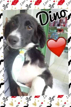 Cachorro raça SRD idade 7 a 11 meses nome DINO