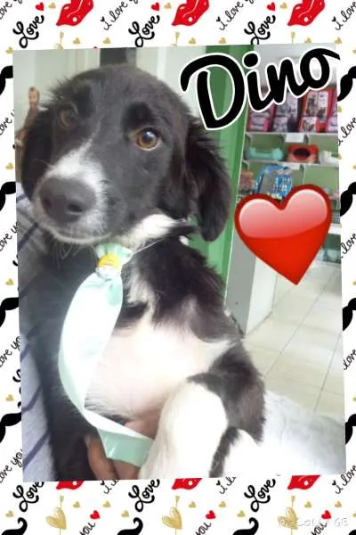 Cachorro ra a SRD idade 7 a 11 meses nome DINO