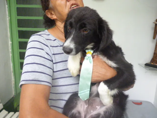 Cachorro ra a SRD idade 7 a 11 meses nome DINO