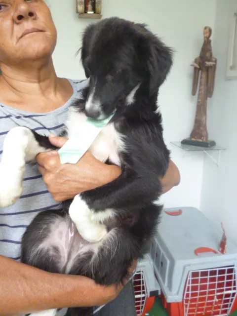 Cachorro ra a SRD idade 7 a 11 meses nome DINO