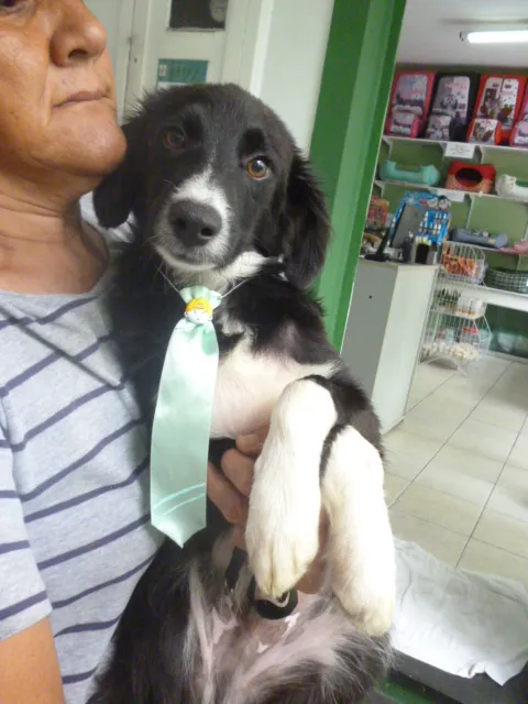 Cachorro ra a SRD idade 7 a 11 meses nome DINO
