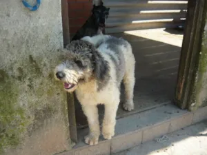 Cachorro raça SRD idade 2 anos nome Frapê