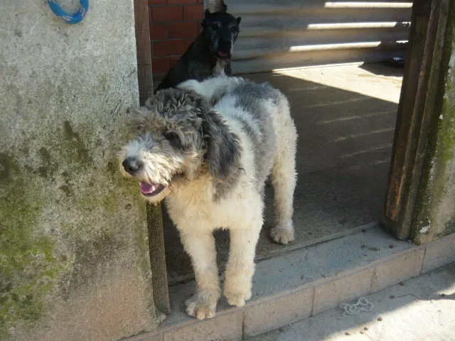 Cachorro ra a SRD idade 2 anos nome Frapê
