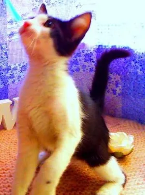 Gato raça Felino idade 2 a 6 meses nome Frodo