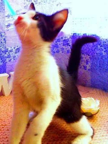 Gato ra a Felino idade 2 a 6 meses nome Frodo
