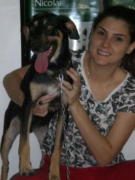 Cachorro ra a SRD idade 1 ano nome Django