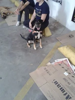 Cachorro ra a SRD idade 1 ano nome Django