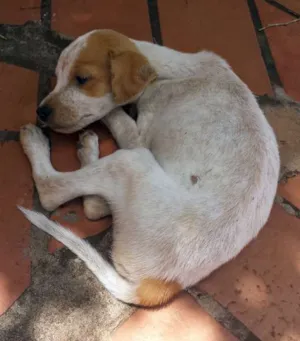 Cachorro raça Sem raça definida idade 2 a 6 meses nome Bhikshatana (Suprem