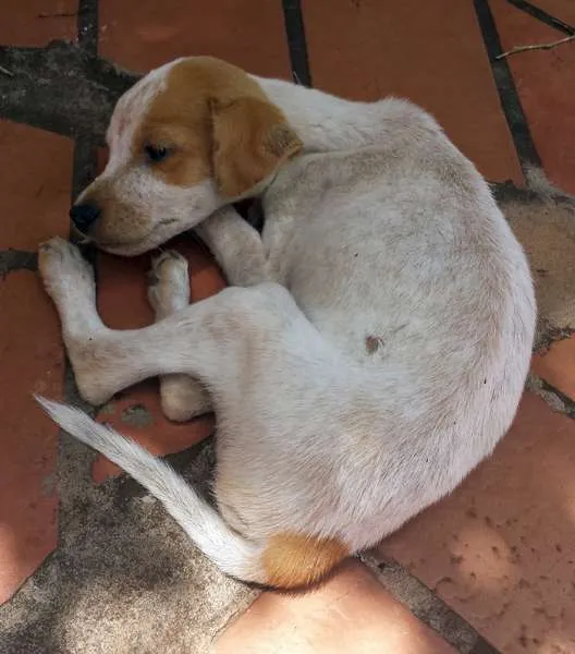 Cachorro ra a Sem raça definida idade 2 a 6 meses nome Bhikshatana (Suprem