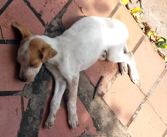 Cachorro ra a Sem raça definida idade 2 a 6 meses nome Bhikshatana (Suprem