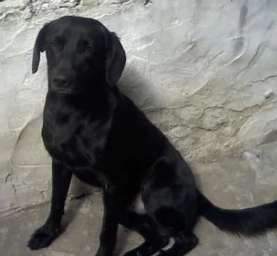 Cachorro ra a mestico lab. idade 1 ano nome Diego