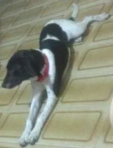 Cachorro raça  idade 1 ano nome ninna
