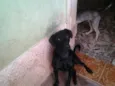 Diego