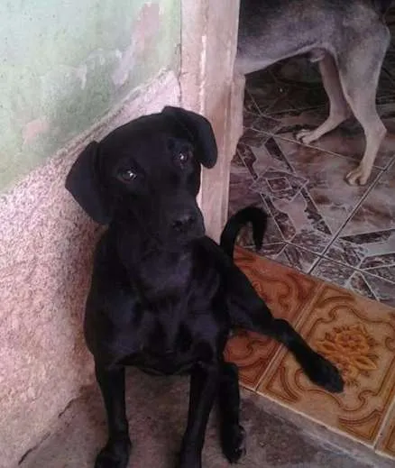 Cachorro ra a mestico lab. idade 1 ano nome Diego