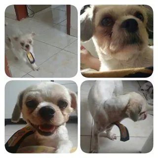 Cachorro raça  idade 2 anos nome TED GRATIFICA