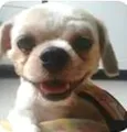 TED GRATIFICA