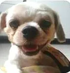 Cachorro raça  idade 2 anos nome TED GRATIFICA